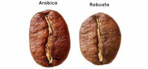 Arabica et Rabusta