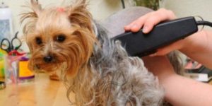 La tondeuse pour animaux est spécialement conçue pour les poils longs.