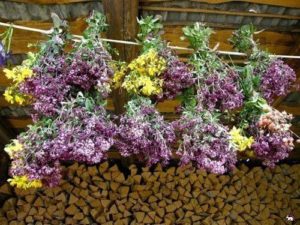Herbes pour faire des décoctions