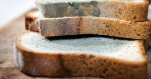 Moisissure sur du pain.