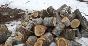 bois de chauffage de peuplier