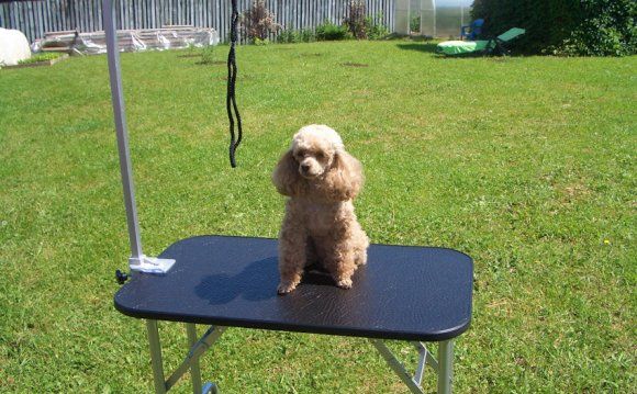 Table de toilettage pour chien DIY