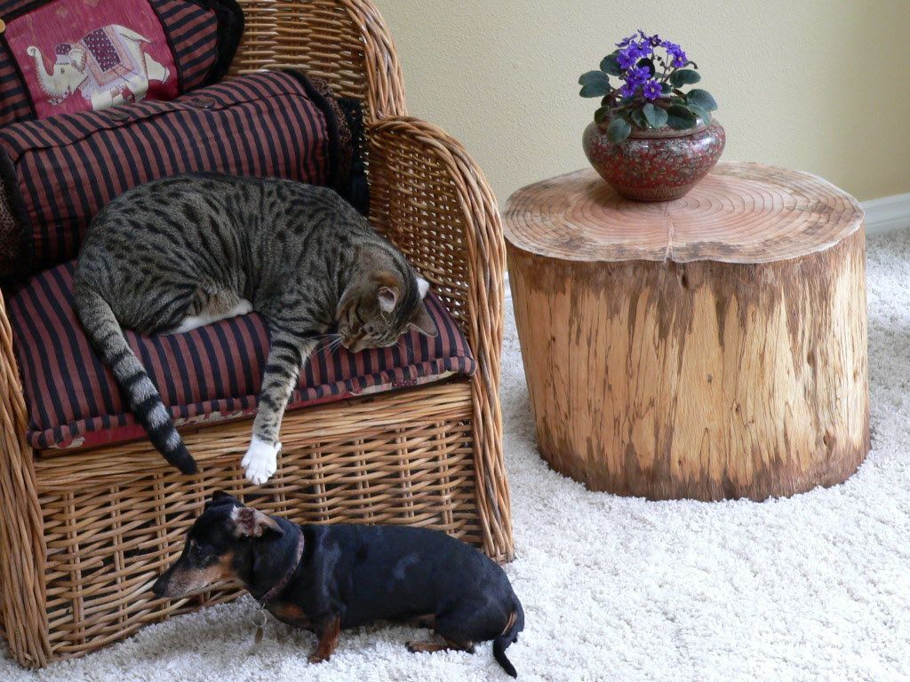 Table basse réalisée à partir d'une souche.