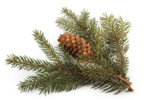branche d'épinette