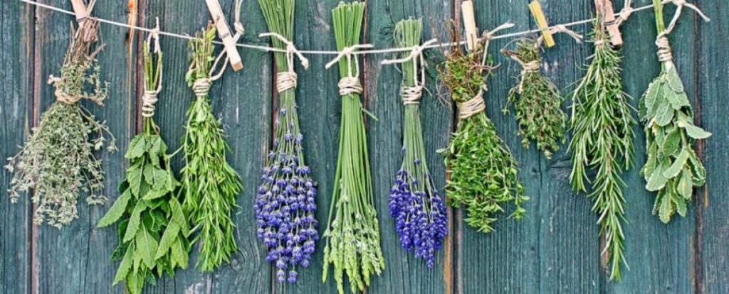 amulettes à base de plantes