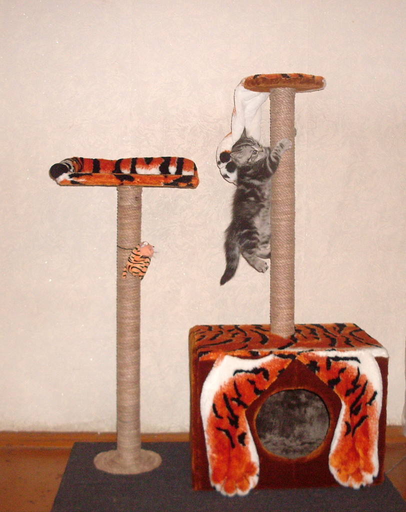 Une version d'une maison en tapis pour un chaton.