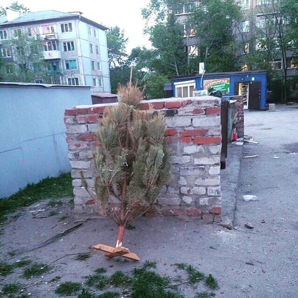 Sapin de Noël près de la poubelle