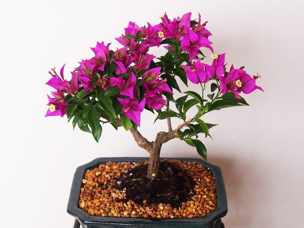 bougainvillier