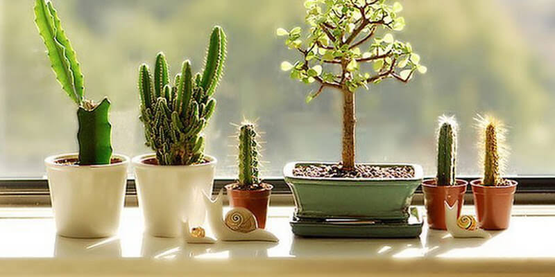 fleurs-amulettes d'intérieur