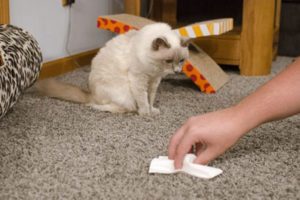 comment enlever l'odeur d'urine de chat sur un tapis 