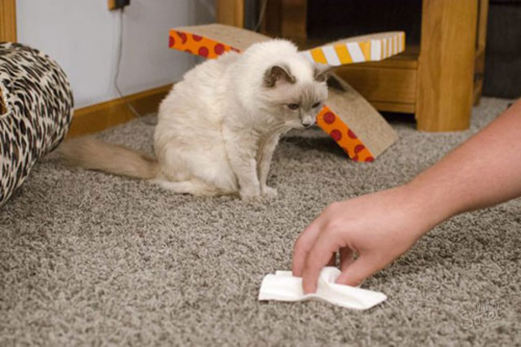 comment enlever l'odeur d'urine de chat sur un tapis