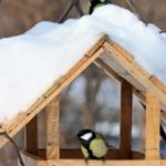 Règles de base pour construire une mangeoire à oiseaux