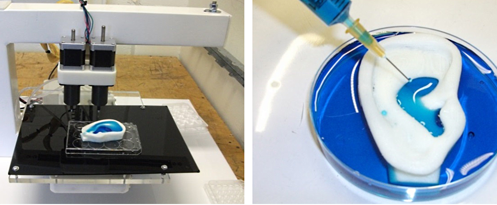 Création d'organes à partir d'hydrogel.