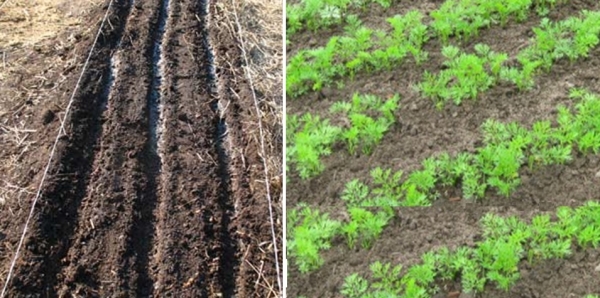 Comment semer des carottes