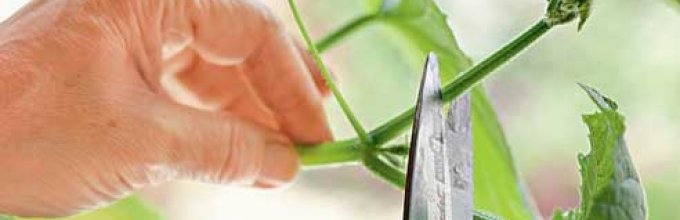 Les principales vignes de concombres ont besoin d'être taillées