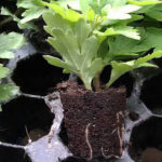 Boutures de chrysanthème enracinées