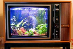 aquarium fini dans une vieille télé
