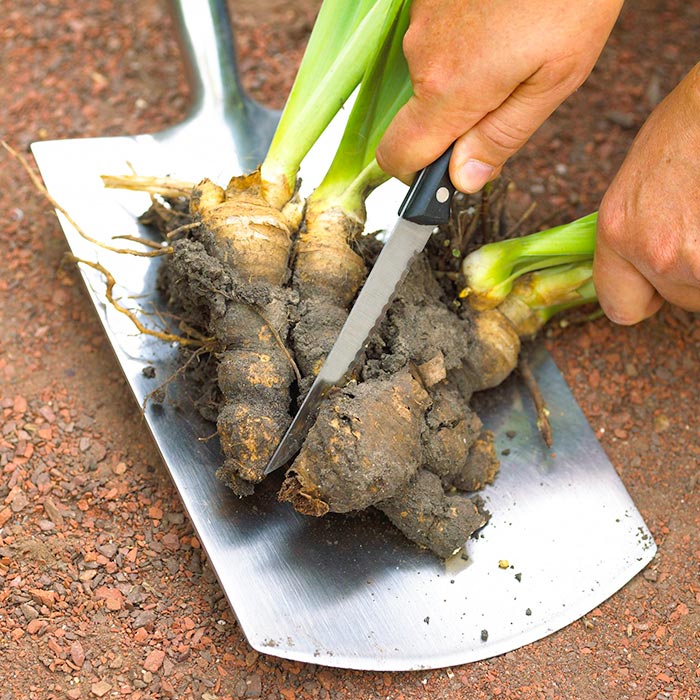 Division de l'iris rhizomateux