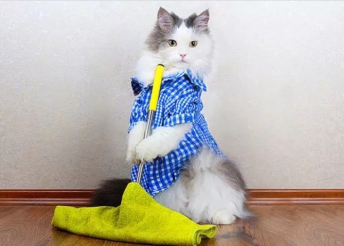 le chat fait le ménage