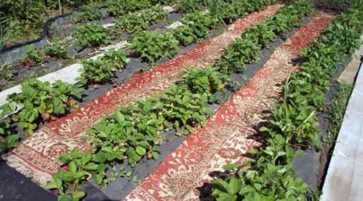 moquette sur les lits