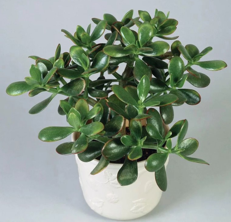 amulette Crassula