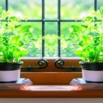 Que pouvez-vous faire pousser sur le rebord de votre fenêtre ?