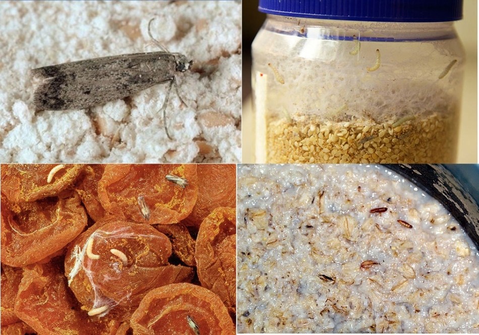 Où les mites alimentaires peuvent-elles apparaître ?