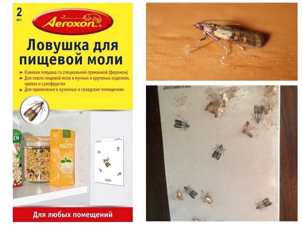 Piège à mites alimentaires.