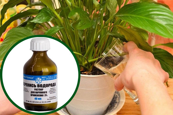 prendre soin des plantes d'intérieur