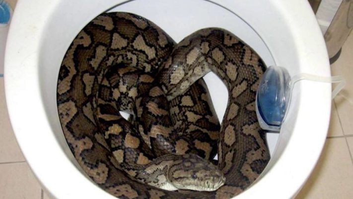 Qu'est-ce qui pourrait sortir de vos toilettes ? Histoires vraies