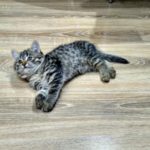 Comment nous avons choisi un revêtement de sol stratifié pour un chat