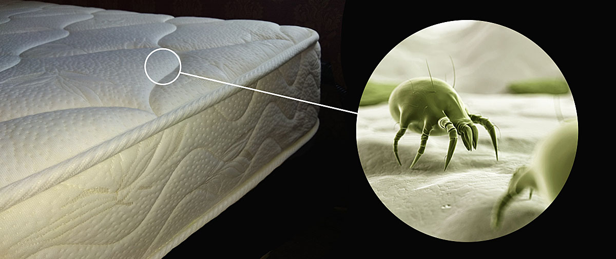 acariens dans le matelas