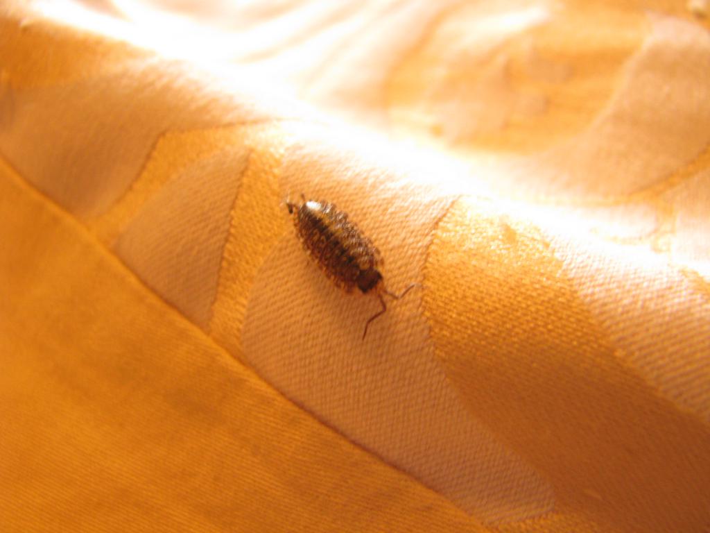 poux de bois dans le matelas
