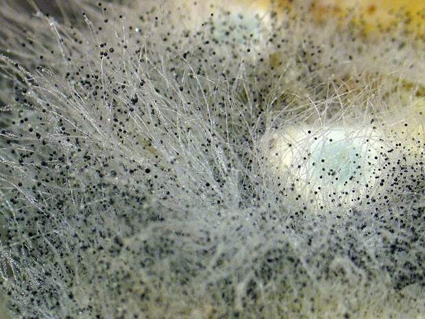 moisissure dans le matelas