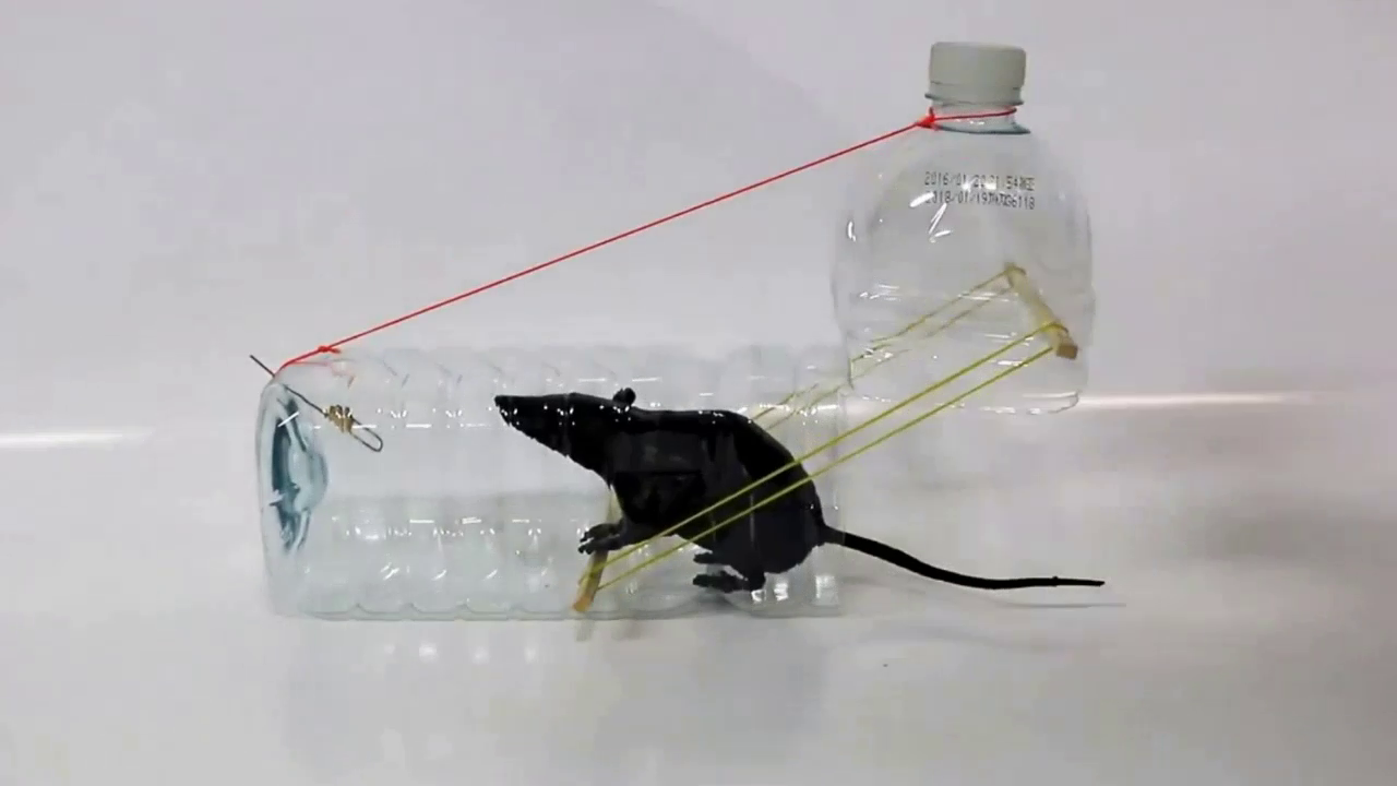 piège à souris en bouteille en plastique
