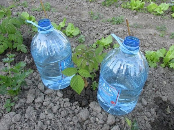 comment faire une irrigation goutte à goutte à partir de bouteilles en plastique
