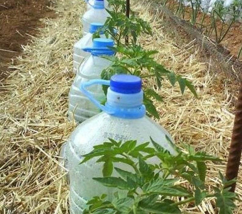 irrigation goutte à goutte à partir d'une bouteille de 5 litres