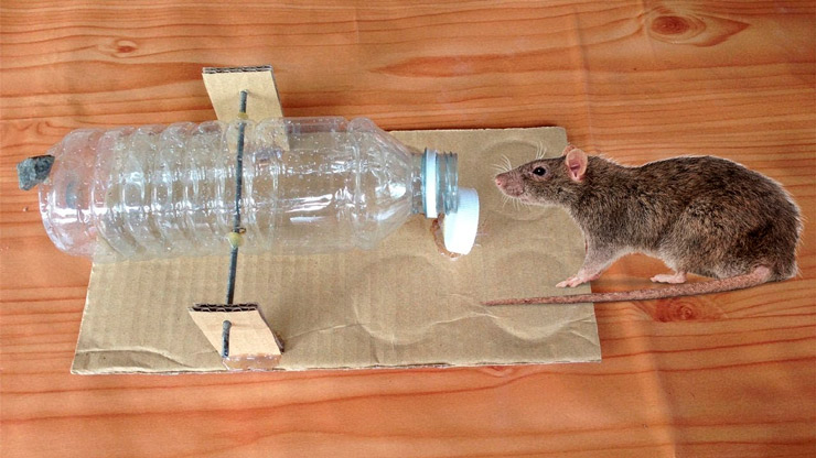 piège à souris en bouteille en plastique
