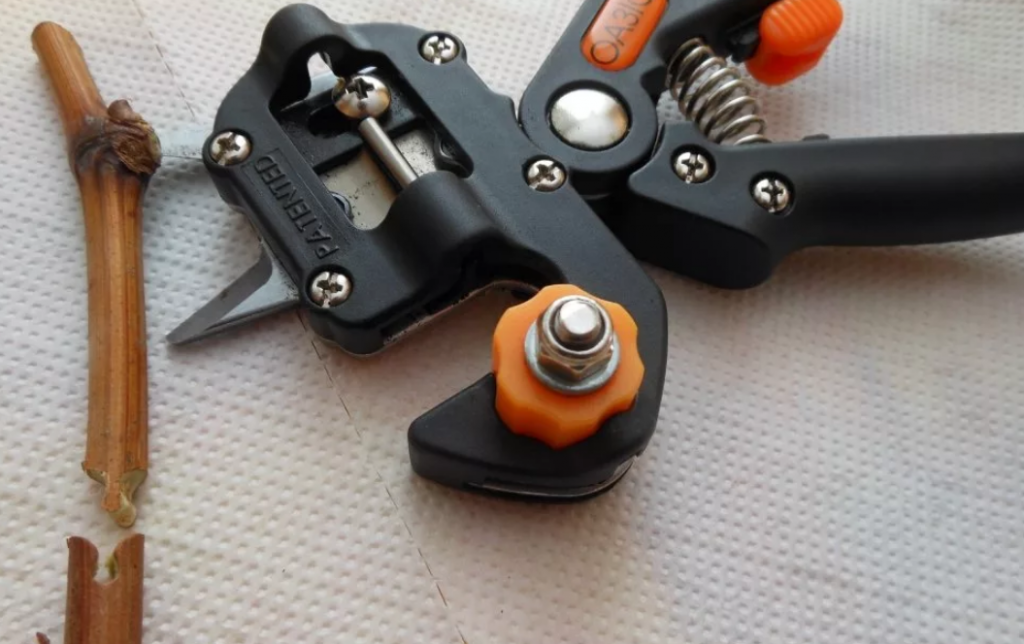 Sécateur à greffer.