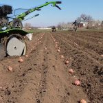 comment planter des pommes de terre avec un tracteur à conducteur marchant