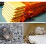 Les souris mangent-elles de la mousse plastique ?